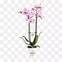 飞蛾兰花金牛兰切花-80 20