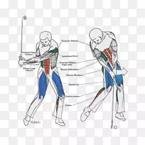 高尔夫球击球力学核心运动力量训练.肌肉