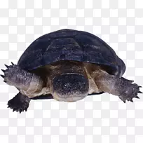 海龟下载剪贴画-海龟