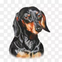 奥地利黑色和棕褐色猎犬黑色和棕褐色COONHELS猎犬波兰猎犬特兰西万尼亚猎犬Smaland猎犬-dachshund