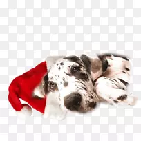大丹皮犬，科索，达尔马提亚犬，那不勒斯獒，兽医-爸爸
