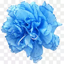 康乃馨玫瑰蓝切花蓝色豌豆花