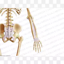 骨盆骨韧带冠状面腹骨