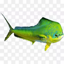 海豚海洋生物区系鱼鳟鱼