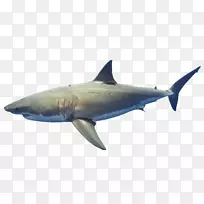 大白鲨里斯本海洋馆鲨鱼海洋生物珊瑚礁
