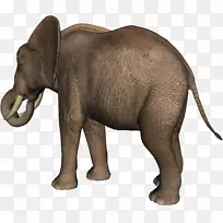 印度象非洲象牙野生动物大象