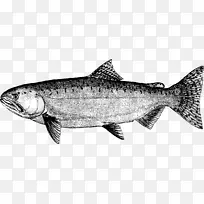 沙丁鱼产品鲑鱼鳕鱼