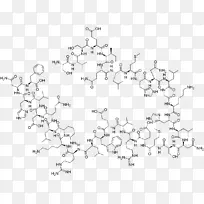 甲状旁腺激素骨质疏松甲状旁腺