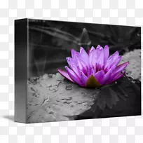 百合紫罗兰花瓣-白百合