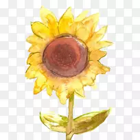 普通向日葵黄雏菊黄