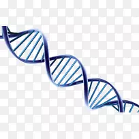 核酸双螺旋DNA提取核酸分子结构：脱氧核糖核酸-DNA核心结构