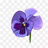 潘西紫罗兰花
