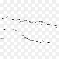 鸟类迁徙摄影.鸟类