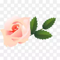 花园玫瑰卷心菜桌面壁纸花瓣粉红色m