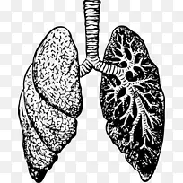 肺画夹艺术-肺