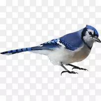 鸟蓝鸟摄影-水彩画鸟