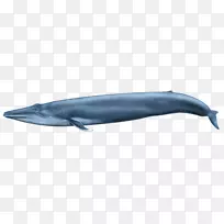 普通宽吻海豚图库溪粗齿海豚短喙普通杀海豚鲸