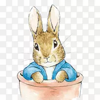 家养兔彼得兔子复活节兔子彼得的故事