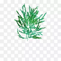 细枝植物茎叶线水族海藻