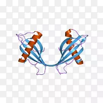 cystatin b蛋白基因二聚体