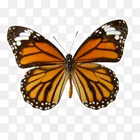 帝王蝶，东虎，燕尾，达那俄斯，吉努提亚-毛毛虫蝴蝶