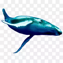 海豚蓝鲸鲸目动物-鱼类跳跃
