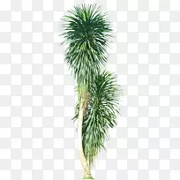 亚洲棕榈属植物槟榔科树-热带叶