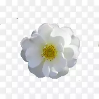 玫瑰花电脑图标-Mercedez