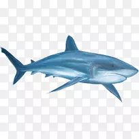 大白鲨虎鲨夹艺术画管