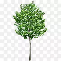 树木剪贴画-树3D