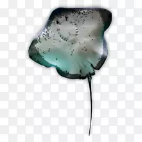 白背肌，大西洋黄貂鱼，曼塔鱼，鲨鱼咬伤射线
