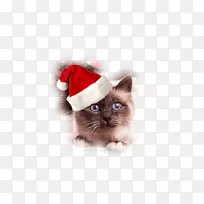 胡须猫圣诞老人-戈罗