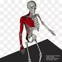 肩部骨骼人体肌肉手臂解剖肌