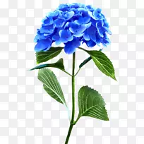 绣球科切花.水合欢