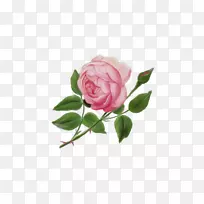 花园玫瑰，卷心菜，玫瑰，英国玫瑰-勃艮第兰花