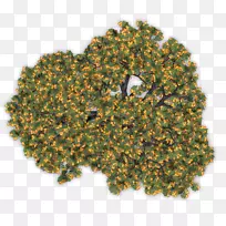 果树