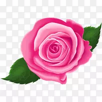 花园玫瑰，卷心菜，玫瑰花，粉色剪贴画-玫瑰叶