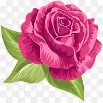 花园玫瑰，卷心菜，玫瑰花，剪贴画-粉红色年份