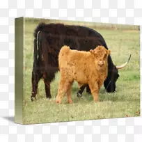 小牛高原牧牛牧场-苏格兰高地