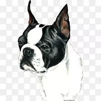 波士顿猎犬谷玩具斗牛犬培育英国白猎犬