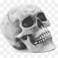 人类头骨象征人类骨骼剪贴画国王头骨
