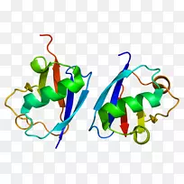 uhrf 1无名指结构域基因细胞分子生物学