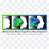 大脑认知发展人类发展认知青春期-大脑