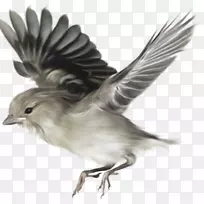 论种鸟的起源大西洋海雀鸟