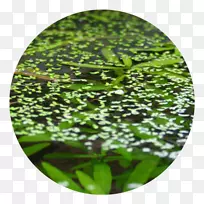 植被叶草坪树-叶