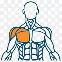 肌肉人体肌肉系统指人背部