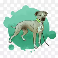 意大利灰狗鞭犬西班牙灰狗斯卢吉