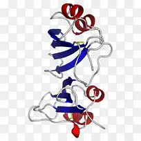 β-内酰胺酶抑制剂蛋白β-内酰胺酶抑制剂-酶抑制剂