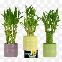 吉祥竹，室内植物，花盆，热带木本竹-幸运竹