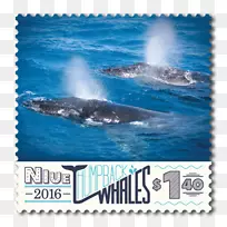 虎鲸水海豚鲸类-座头鲸